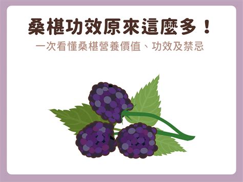 桑樹禁忌|桑椹功效原來這麼多！一次看懂桑椹營養價值、功效及禁忌（副作。